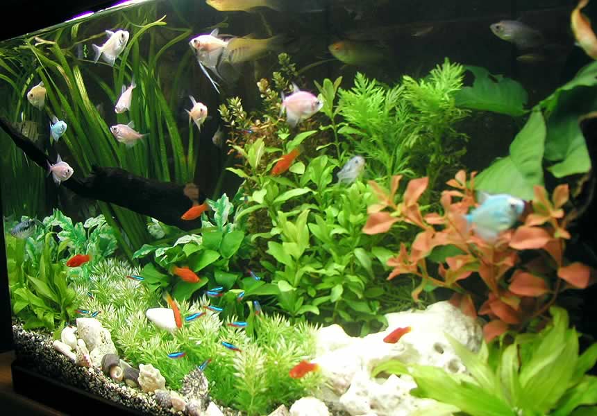 �l�c�ƌ��ւ̐���